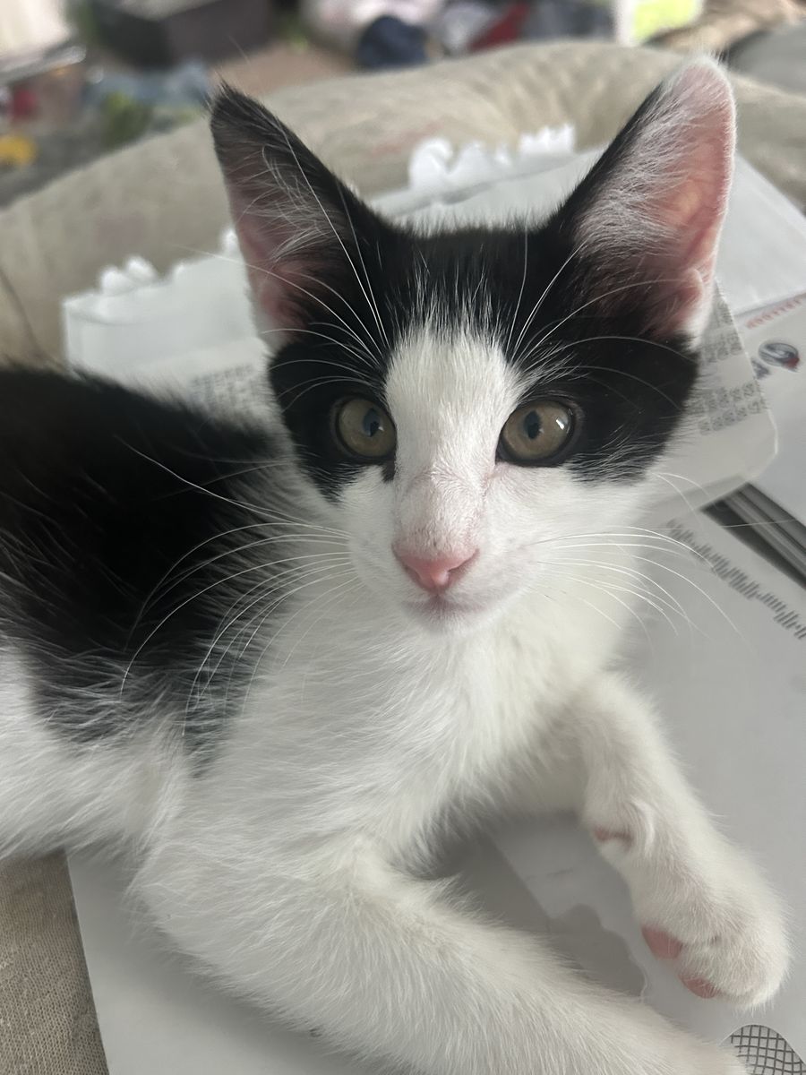 Family friendly kittens