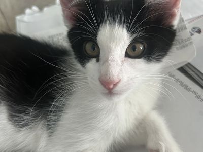 Family friendly kittens