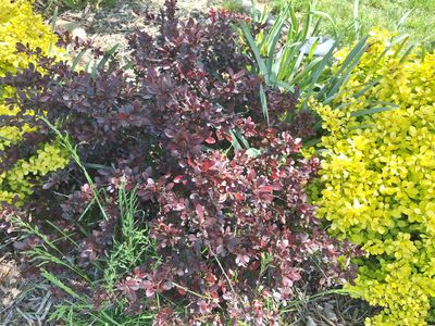 Purple Barberry Bush shrub