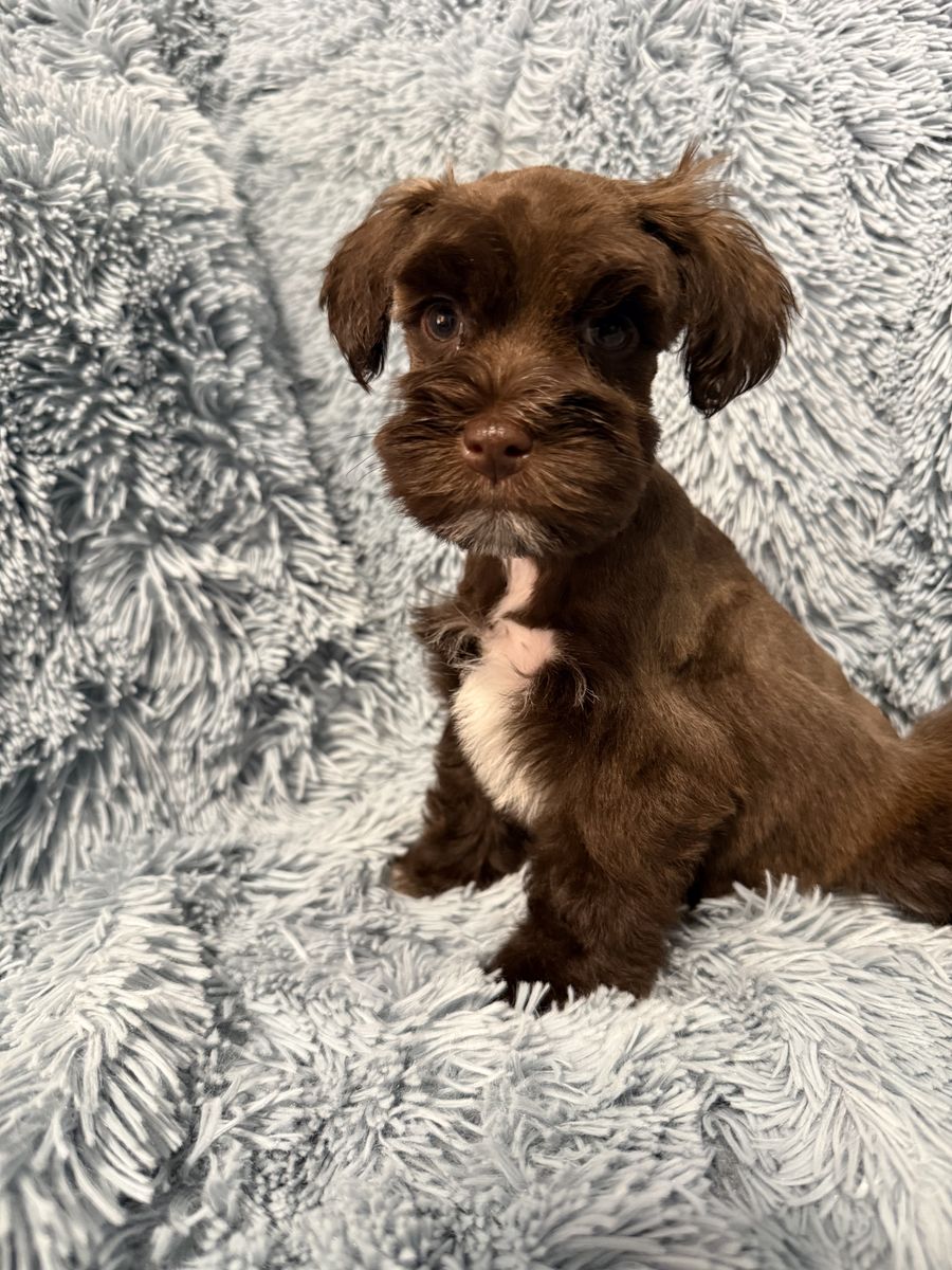 Miniature Schnauzer Female