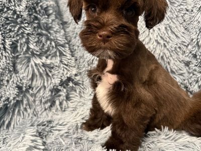 Miniature Schnauzer Female