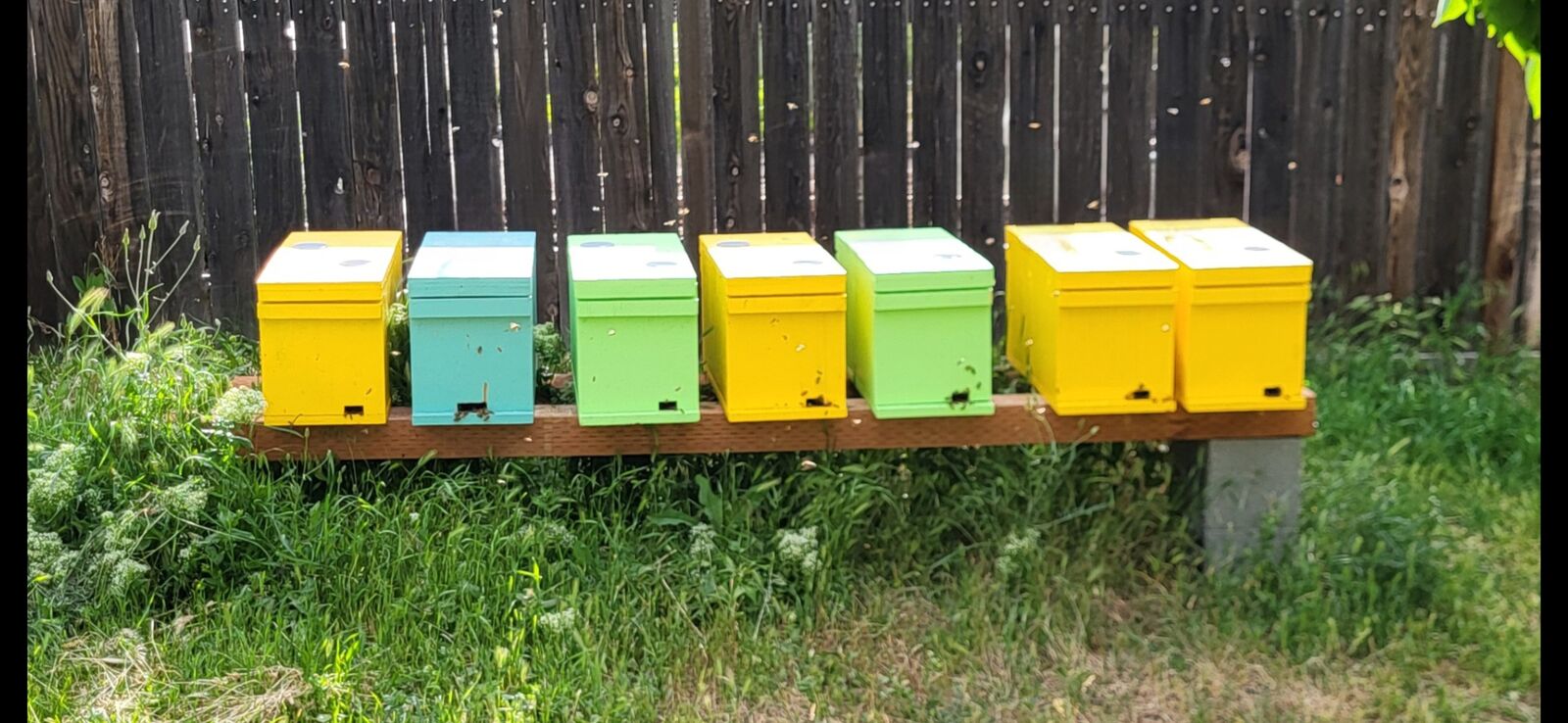 2026 spring beehives (nucs) for sale