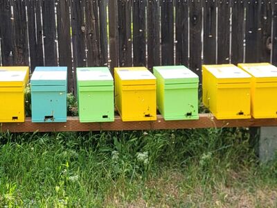 2026 spring beehives (nucs) for sale