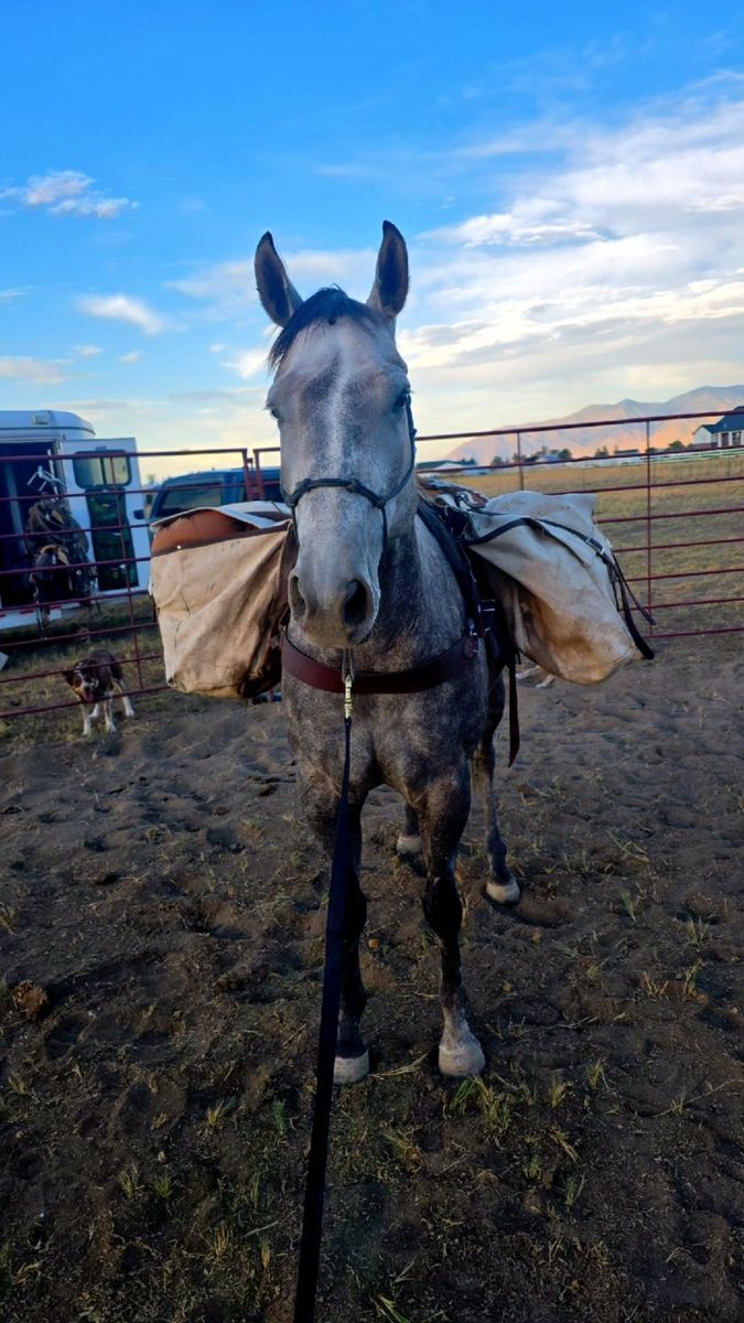 7 year old project gelding