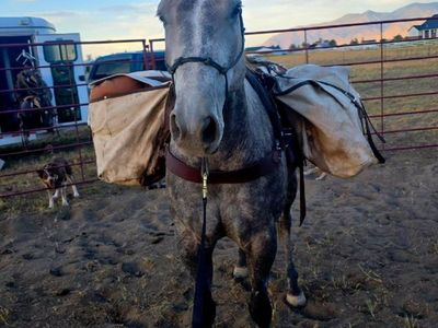 7 year old project gelding