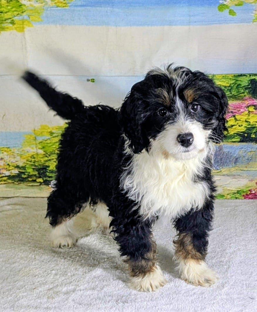 Girl Senna – Your Future Mini Bernedoodle Sweetheart