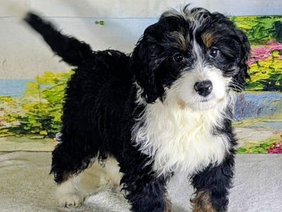 Girl Senna – Your Future Mini Bernedoodle Sweetheart