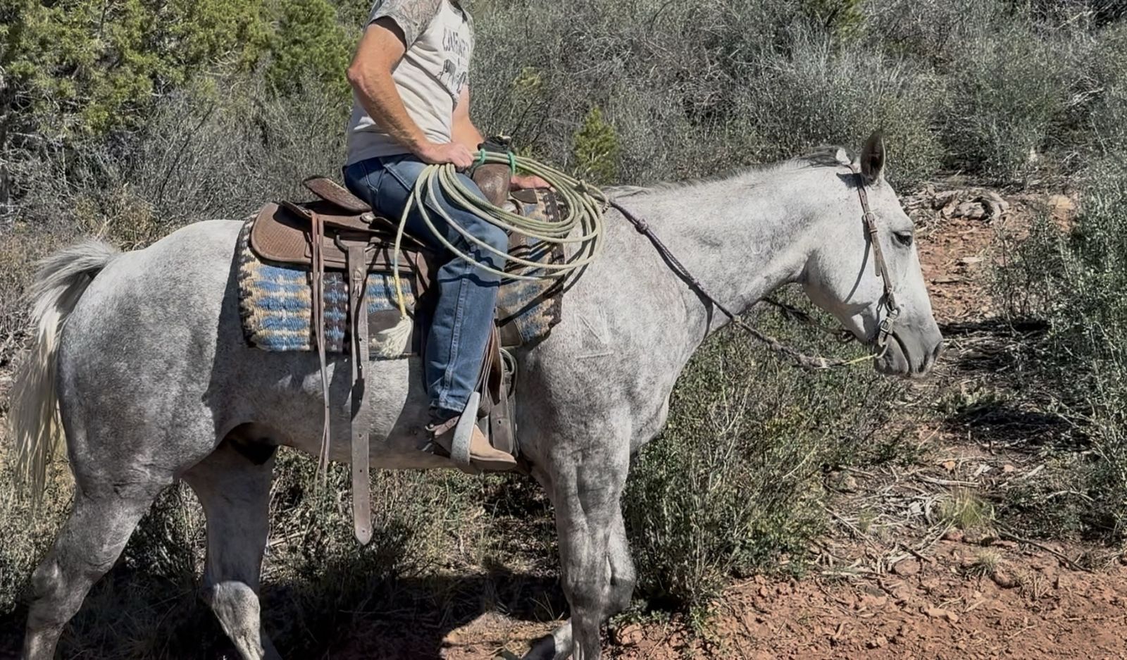 Real cool 6 yr old gelding!