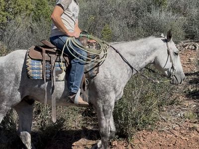 Real cool 6 yr old gelding!