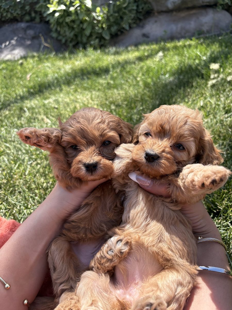 Cavapoo