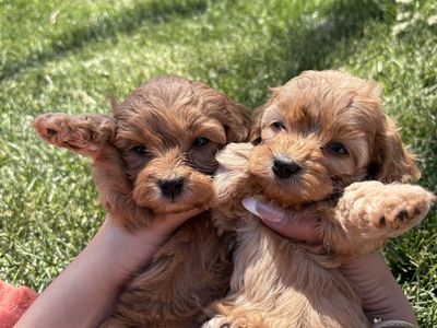 Cavapoo