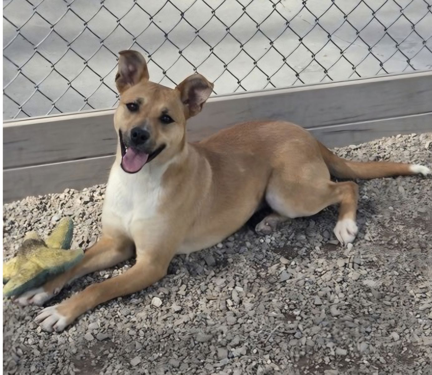 Kahlua, 10 months old Shepherd,  bully breed mix looking for a home.