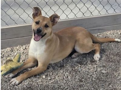 Kahlua, 10 months old Shepherd, bully breed mix looking for a home.