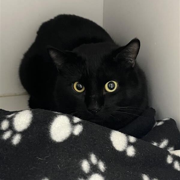 Hello my name is Miles