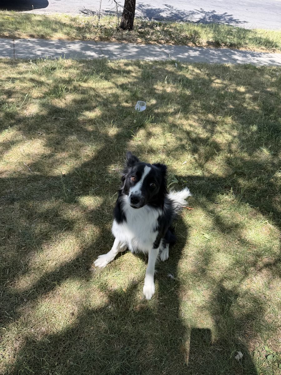 Border collie