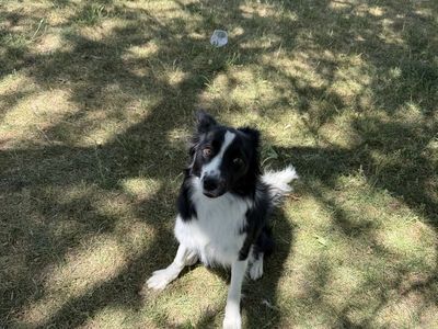 Border collie