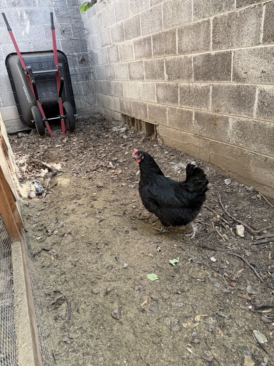 Chicken