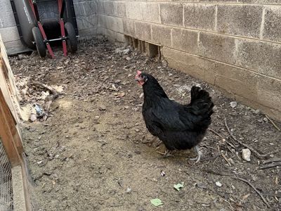 Chicken