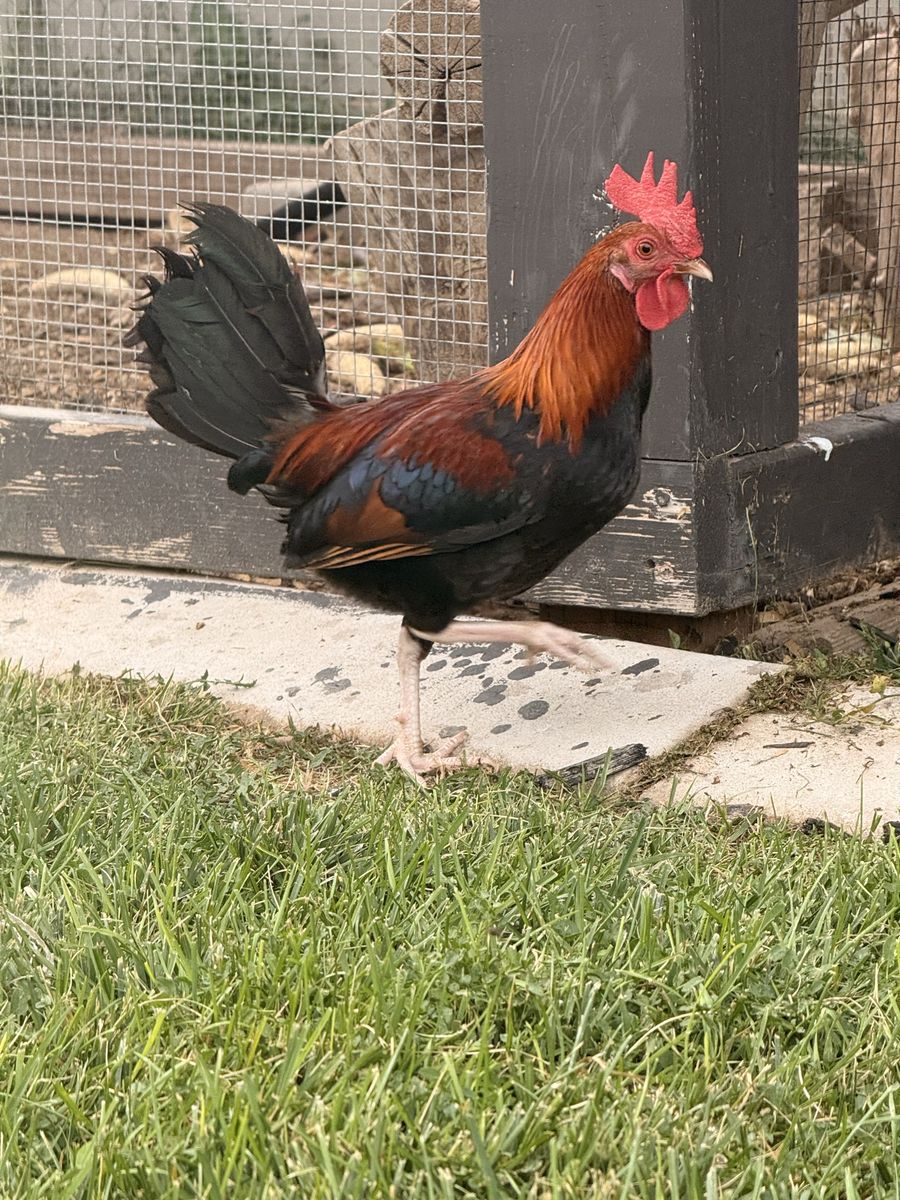 2 roosters- Free