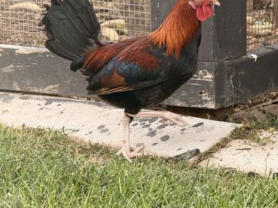 2 roosters- Free