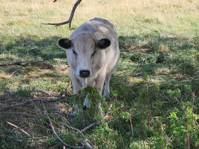Exposed British White Heifer