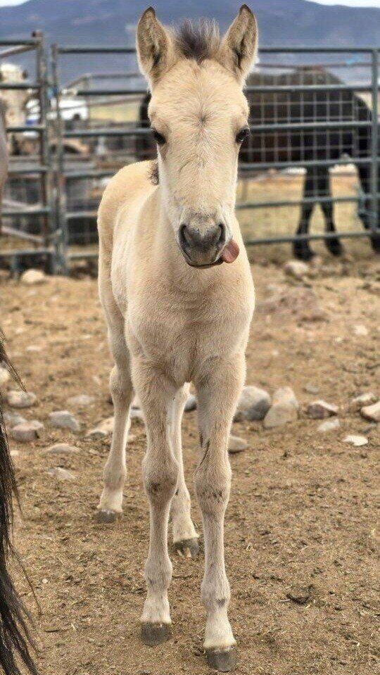 Paso X Mustang filly