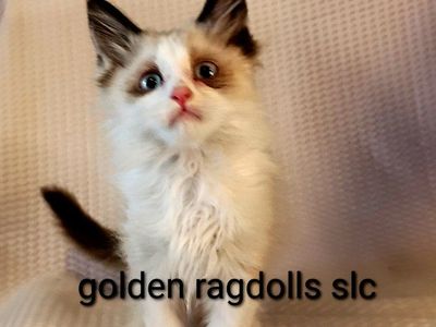 Tica Registered Golden Ragdolls slc©
kittens Ready to go to their Forever Homes NOW !! sheads less & excellent temporments