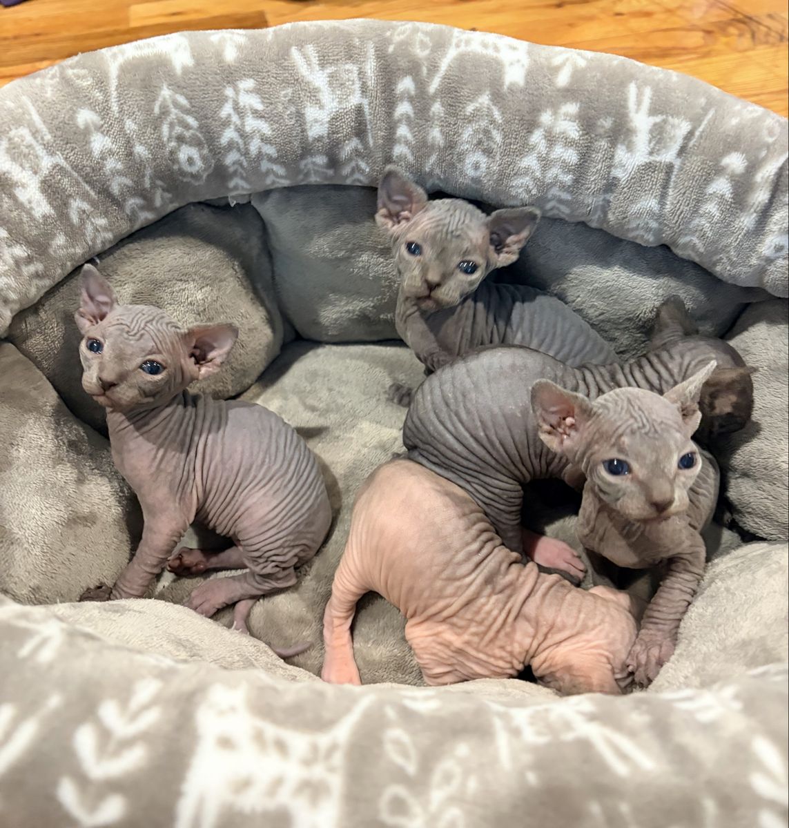 Sphynx Kittens