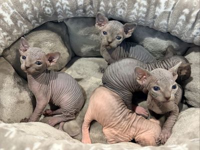 Sphynx Kittens