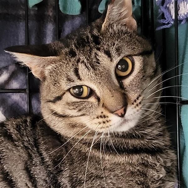 Hello my name is Thimble