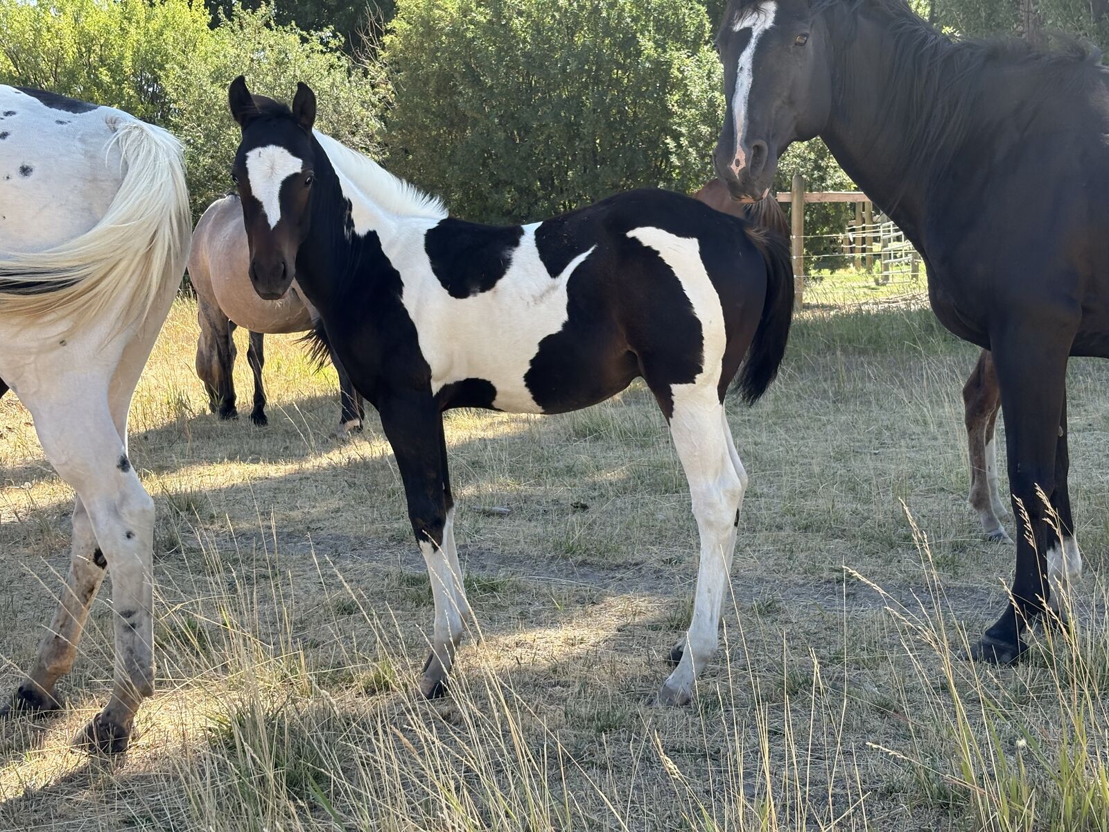 2025 APHA Black Stud Colt