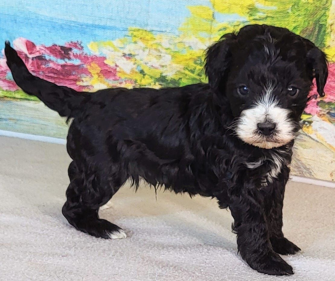 Micro Bernedoodle - Boy Meno $1200