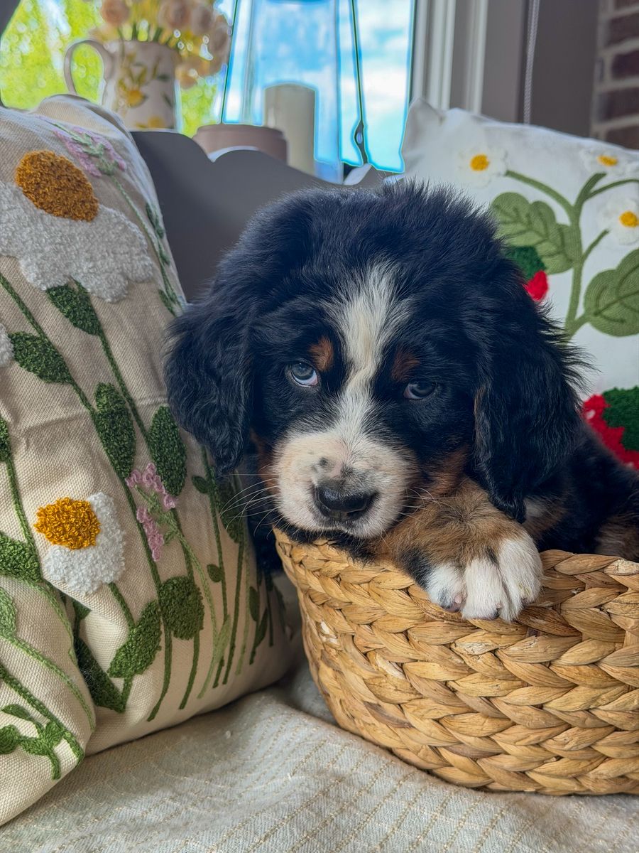 Bernese Mountain Dog Puppies