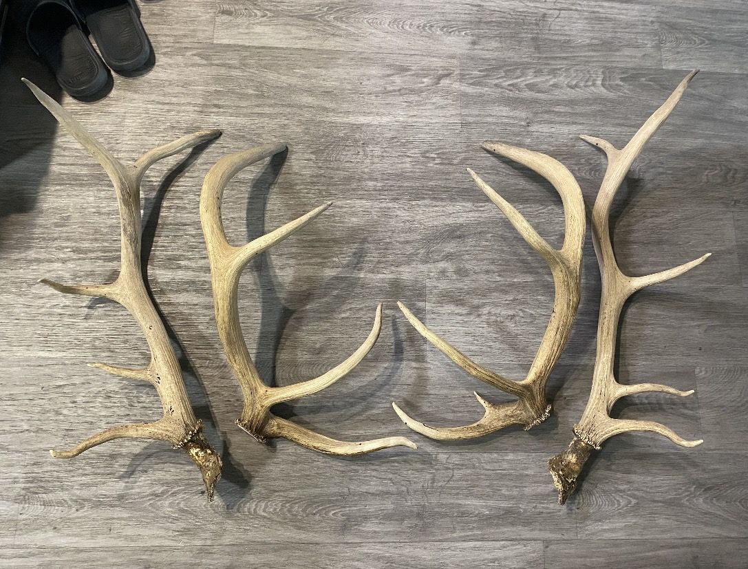 Elk Antlers 4x5 and 5x5 Sets.  2 Sets. Light Brown Condition Best Offer.