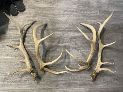 Elk Antlers 4x5 and 5x5 Sets. 2 Sets. Light Brown Condition Best Offer.