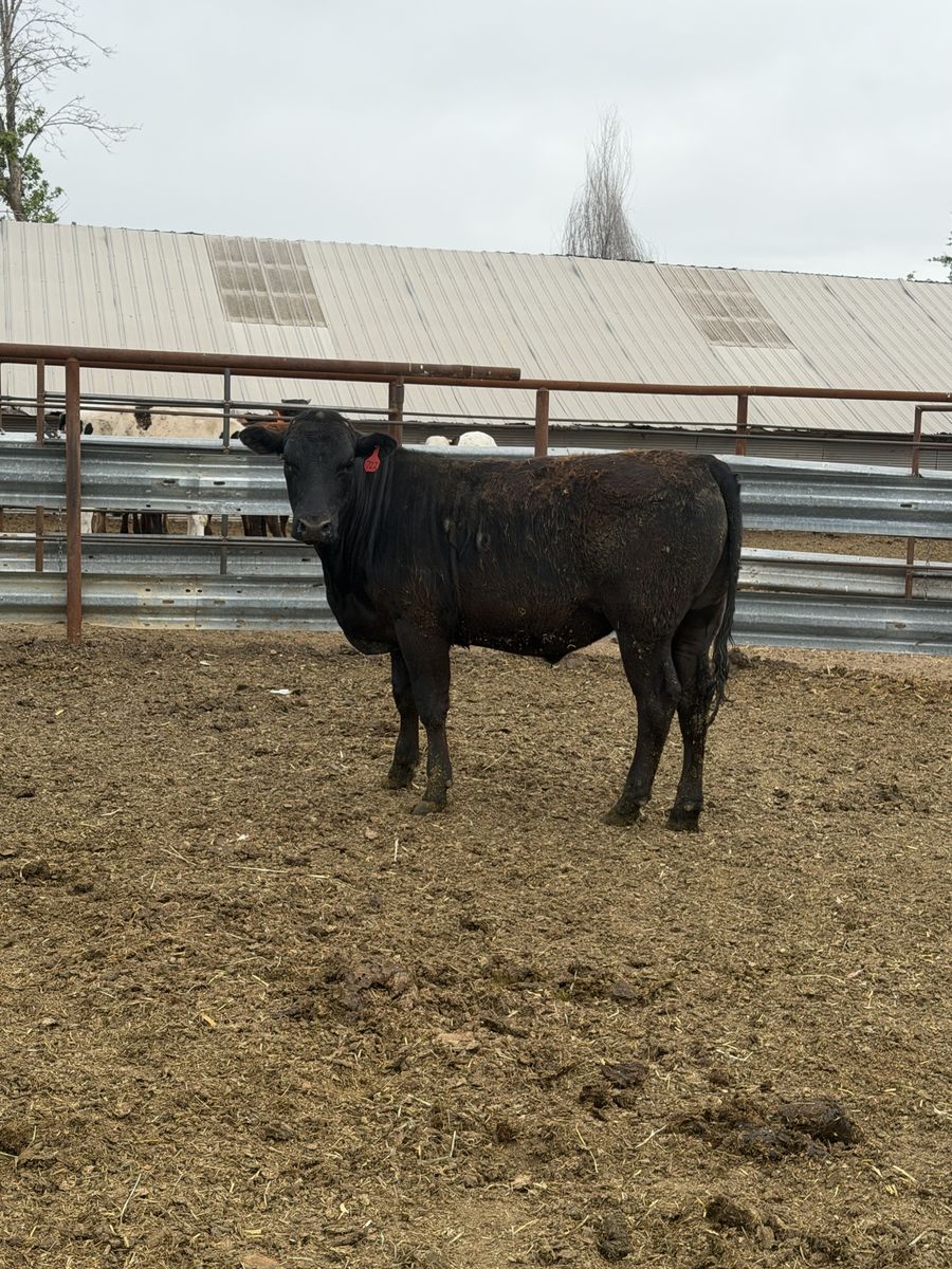 900 Pound Angus/Wagyu Steer - Excellent Beef