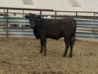 900 Pound Angus/Wagyu Steer - Excellent Beef