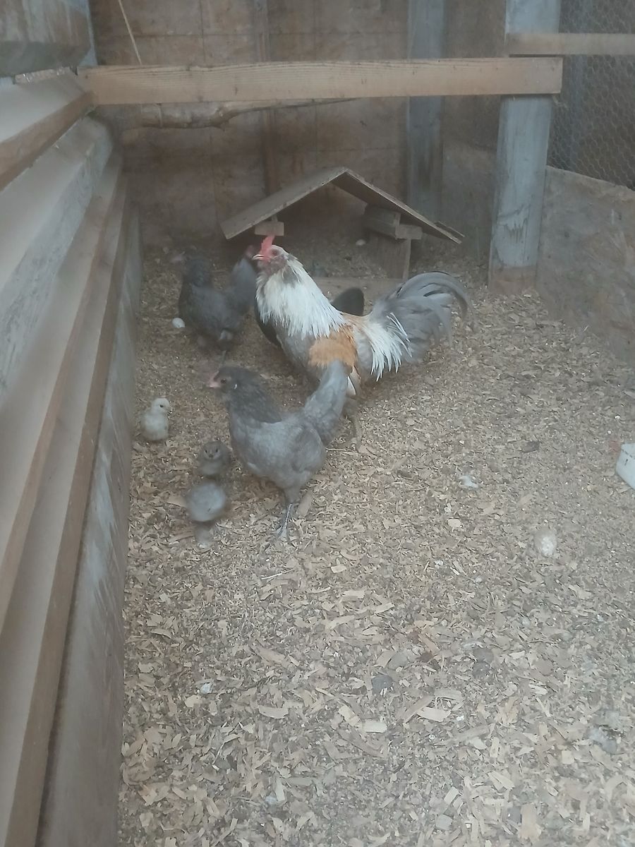 Amercana bantams for sale