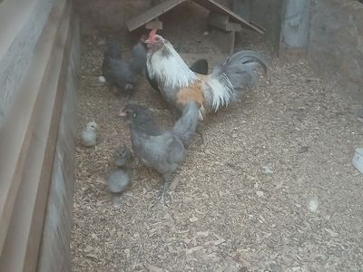 Amercana bantams for sale