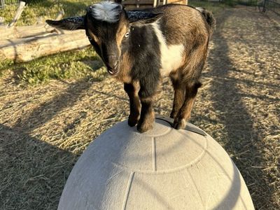 Nigerian Dwarf