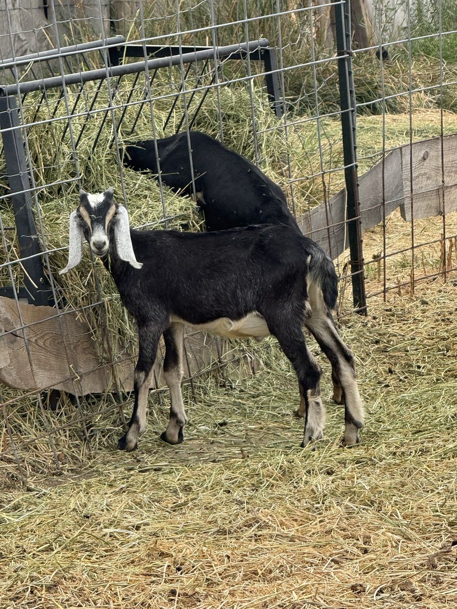 4 month old Nubian Bucklings