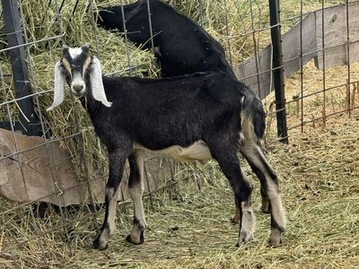 4 month old Nubian Bucklings