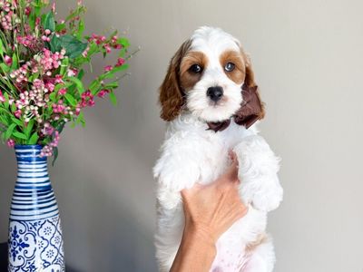Cavapoo boy ready to go, Dragon!