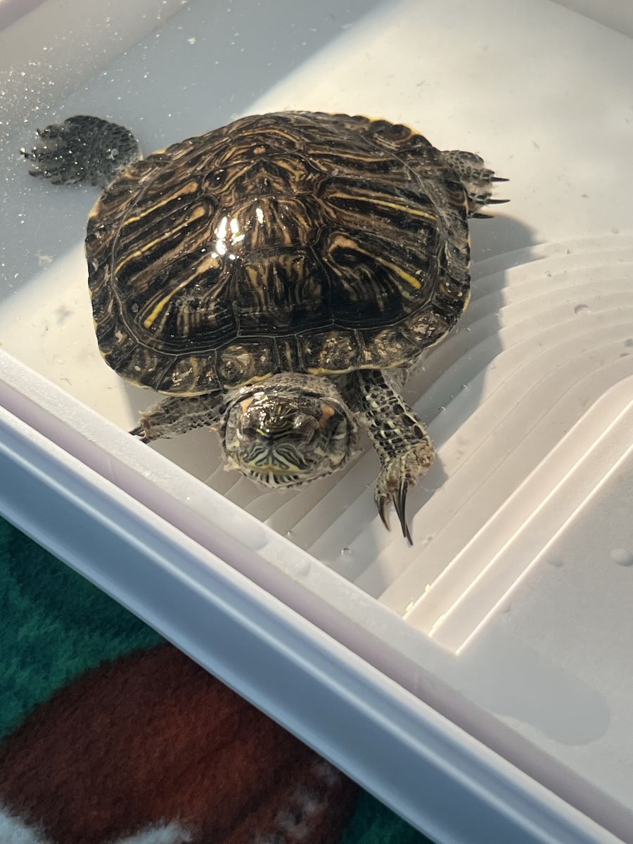 Red Ear Slider Turtle