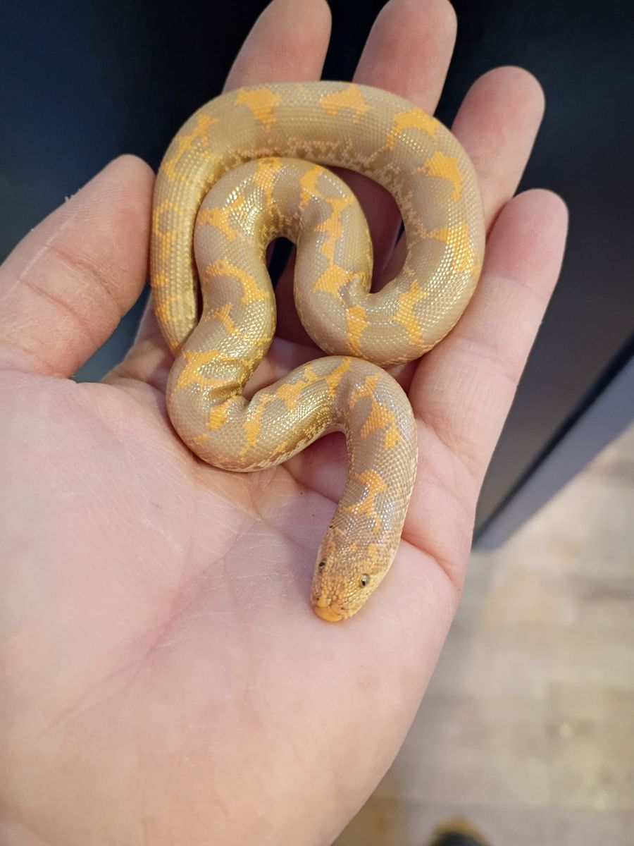 Albino Paradox Kenyan Sand Boa