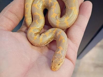 Albino Paradox Kenyan Sand Boa