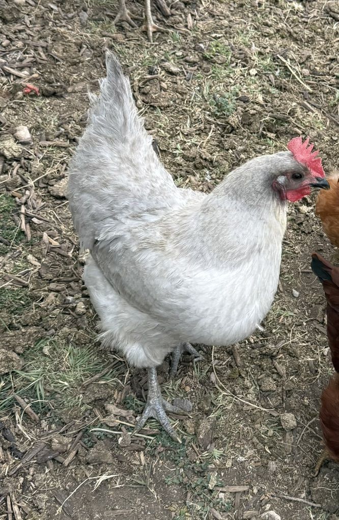 6 Lavender Orpington Hens