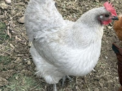 6 Lavender Orpington Hens