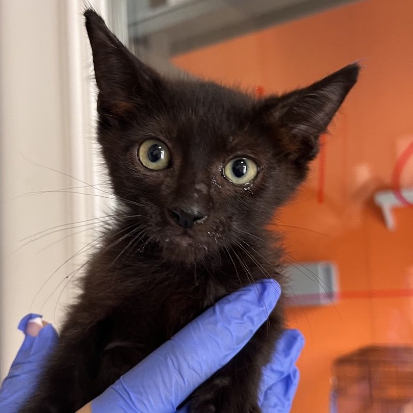 Hello my name is Cinder