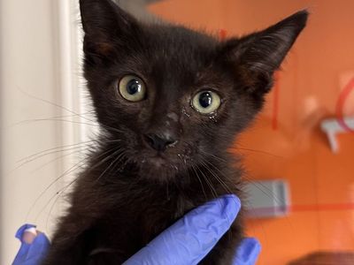 Hello my name is Cinder